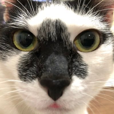 misookaka's profile picture. 猫が大好きでブログ始めちゃいました。良かったら覗いて下さいね(^ ^)無言フォロー失礼します(^｡^)