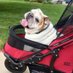 Gertie the Bulldog (@srabinowitz1) Twitter profile photo