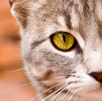 Estraim's profile picture. 