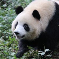 あんぱんだ (@anpanda_1120) 's Twitter Profile