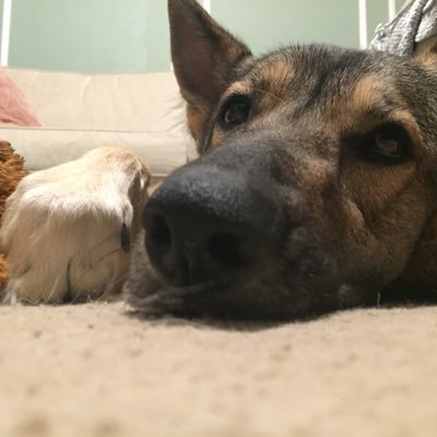 moramorabobora's profile picture. Venti doggo. Garden Shepherd. I AM THUNDERPAWS.