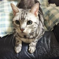 sakuma (@sakuma7104) 's Twitter Profile Photo