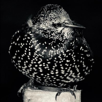 Klinkhamar's profile picture. Very old Christian still working at it. Not easy. Joel 3. Take snaps of bobbing things miles away in poor light—freezing. Nose drips.