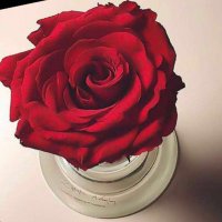 🍃الحمدلله دائماً وابداً🍃 (@zx7__q) Twitter profile photo