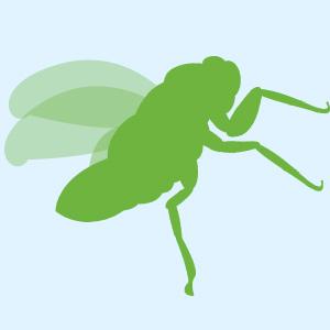 CicadaWeb's profile picture. Cicada Web Solutions provides hosting, email, and IT admin support (associated w/ @CicadaGraphics)