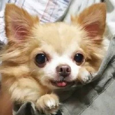 無言フォローしてしまいますスミマセン😅
無言フォローの方も歓迎します♪🔆リツイート歓迎♪🌟
2021年6月19日に料理垢開始(*´▽`*)
#ペット #動物 #料理 #ゲーム
同趣味の方はフォロバしま~す⤴️
勧誘系のDMいりません🆖
たまに、いいね規制かかってます(笑)
さぶ垢→ @hapohapo_sub
