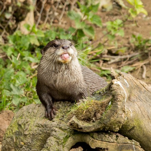 darkfairyphotography semi professional photographer in devon loves all aspects of photos from cars to wildlife
go to my website to see photos and my blog :)