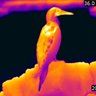 TattersallG's profile picture. Thermal Ethologist / Animal Physiologist

Associate Editor, Journal of Thermal Biology