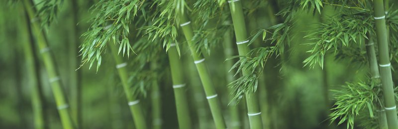 Promoting Planting Trees and Bamboo