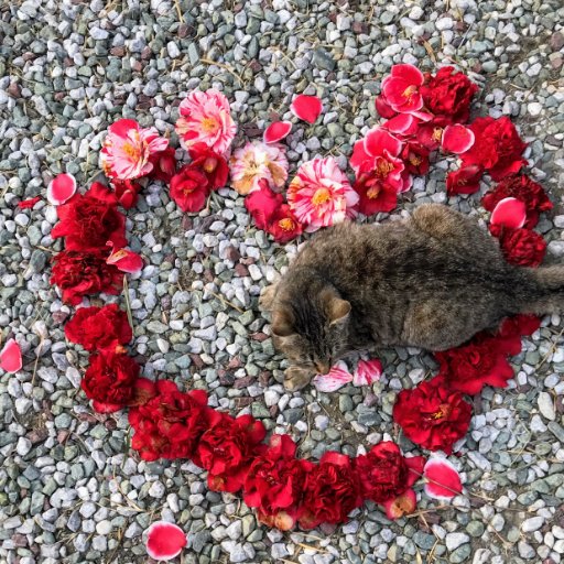 可愛い猫ちゃんと四季折々の花の画像をツイートします。猫と花の好きな方とつながっていけたら嬉しいです。 フォロー頂けたら、お返しいたしますね❣