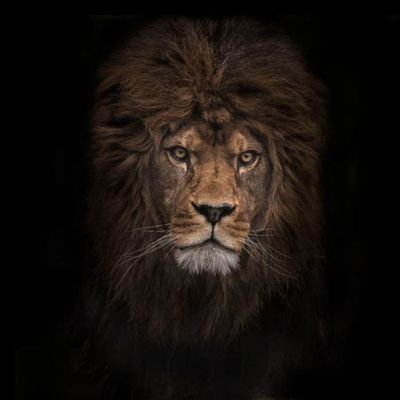 Bro_Lennox_'s profile picture. Freedom of Speech does not mean Freedom of Consequences // Arteta FC ⚪🔴