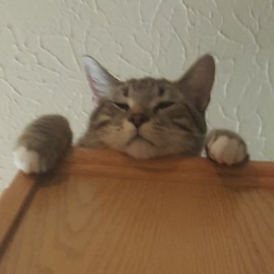 yeet
I love my cats,,, so much,,,
sorry if my @ is problematic