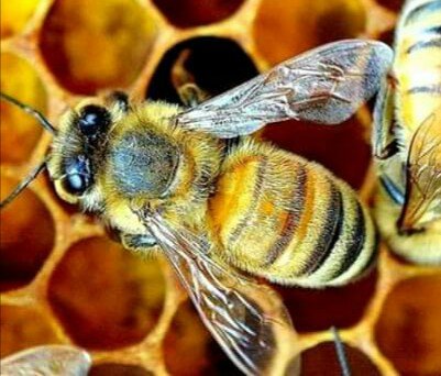 Solo abejas africanizadas. #polenymiel #laApiculturaEnVenezuela