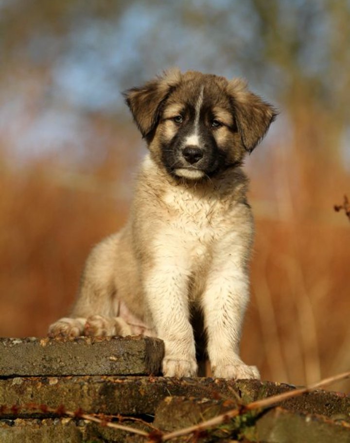 This is the official page where you will find the most beautiful❤AIDI❤ (dog of the Atlas)