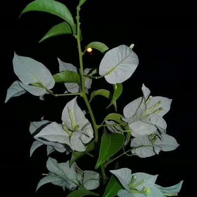 daljitlaller2's profile picture. love