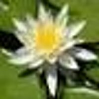 Vimala Rajendran (@curryblossom) 's Twitter Profile