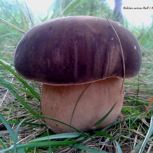 BalatLuk's profile picture. 