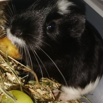 Don't confuse guinea pigs with hamsters or I will eat you. 
I'm Zora, a crazy guinea pig
@GuineaPigFritz