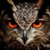 knowledge-seeker (@infoseeker2017) Twitter profile photo