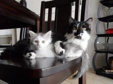 vegasmicki's profile picture. 