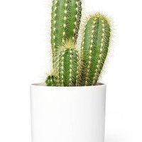 Supportive Cactus (@cactus62480689) 's Twitter Profile