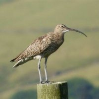 Stop Calderdale Wind Farm - Save Walshaw Moor(@YorkshireNature) 's Twitter Profile Photo