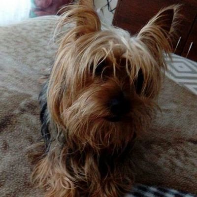 fesusito1's profile picture. 