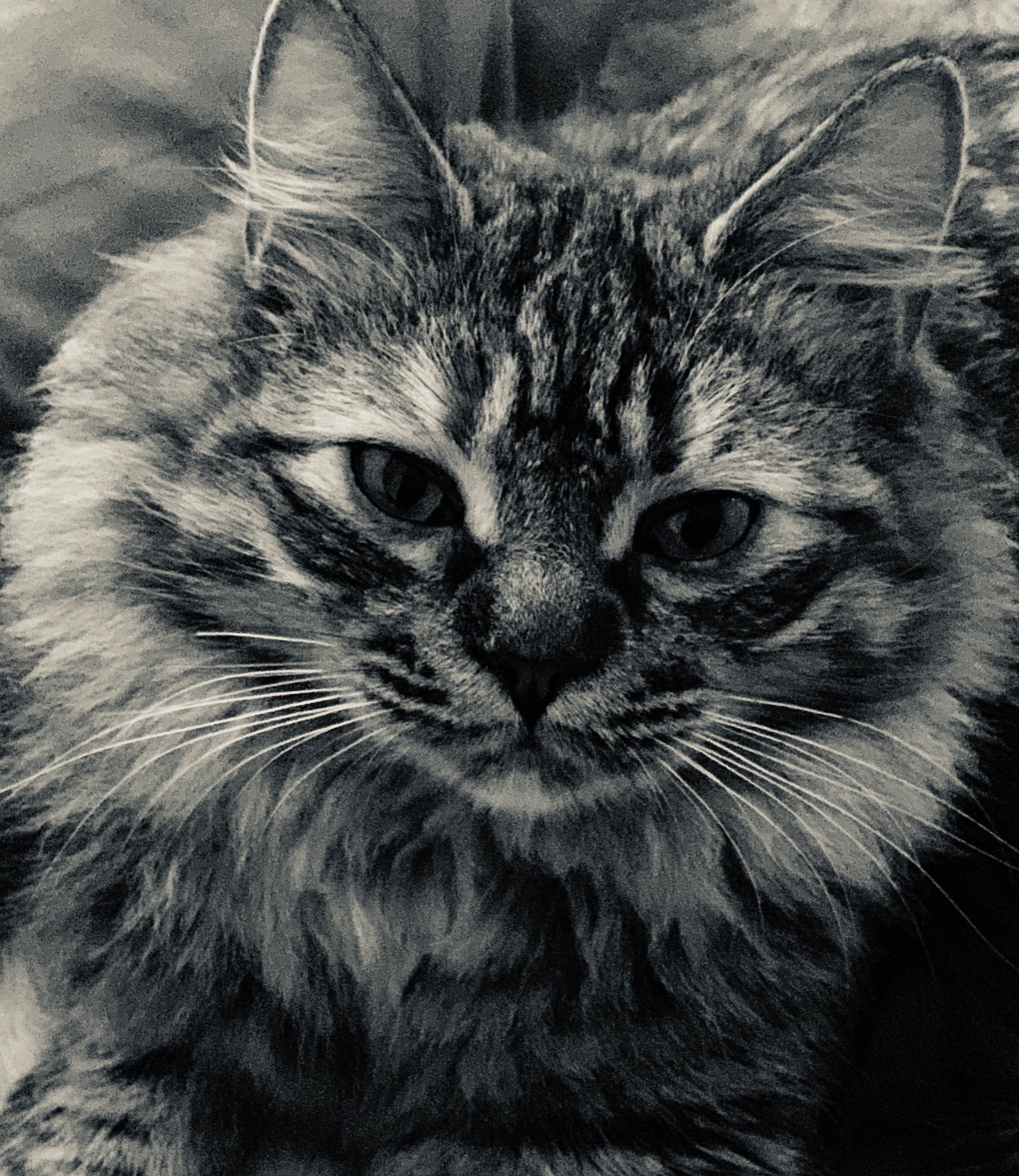 ashwithacats's profile picture. 