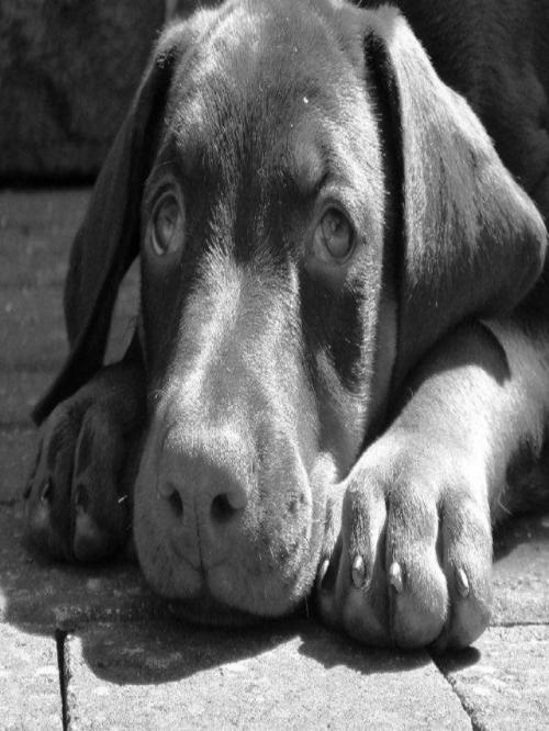 uberdoberman's profile picture. 