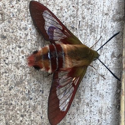 breese72's profile picture. hockey, cars, and metal. Power lineman.