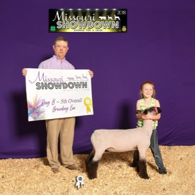 Our family raises and shows competitive show lambs.