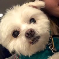 BFF Pet Services(@BFFPetServices1) 's Twitter Profile Photo