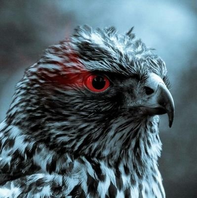 MuhandSlman's profile picture. 