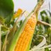 corn (@college05730634) Twitter profile photo corn (@college05730634) Twitter profile photo