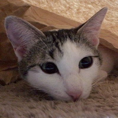 WgssDwq0AzgTMP4's profile picture. ただの猫好き！猫だけのアカウント こてつくん(ムックくん) ゆずちゃん みかんちゃん はなちゃん #猫  #ねこ  #かわいい  #猫好きさんと繋がりたい  #トラ猫  #キジシロ猫