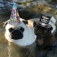 Black and white pugs(@pugs_pnp) 's Twitter Profile Photo