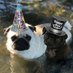 Black and white pugs (@pugs_pnp) Twitter profile photo Black and white pugs (@pugs_pnp) Twitter profile photo