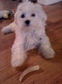 CodyTheMeekapoo's profile picture. I'm a Maltese Peekapoo mix. Don't let my fluff fool you, I'm bad to the bone.