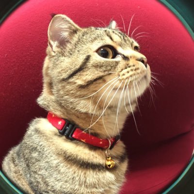 Goma_ME's profile picture. 中足マンチカン/ごまめ♂/H30.8.24/パパはネコアレルギー/