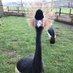 ChewValleyAnimalPark (@cvanimalpark) Twitter profile photo ChewValleyAnimalPark (@cvanimalpark) Twitter profile photo