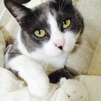 ねこちやん (@5nekochiyan) 's Twitter Profile Photo ねこちやん (@5nekochiyan) 's Twitter Profile Photo