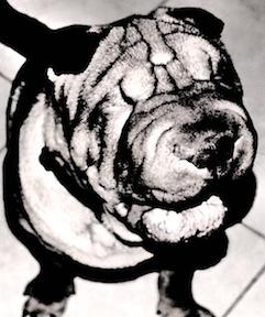 Blind Dog Studio Profile