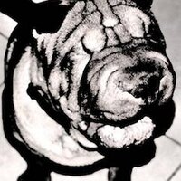 Blind Dog Studio (@blinddogstudio) 's Twitter Profile