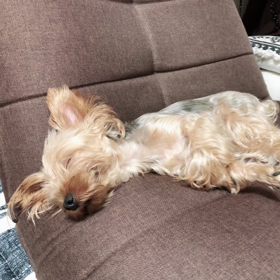 17izu's profile picture. ほぼflumpool🐒💓