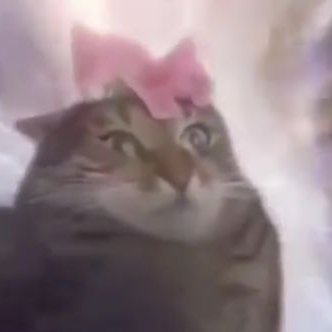全てを知った猫 Tony Cat Twitter