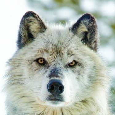 TkAo_wolf_0409's profile picture. 海木(ｳﾐｷ)です．
インプとアルトとレガシィ乗ってます
Okhs:1601.2801.3101→TsU情
S.15/11/12/GDBC
S.17/04/04/HA11S
S.19/02/17/BG5C
S.19/06/16/BG5B