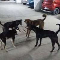 Amrapali Victim (@zodiacwala) 's Twitter Profile