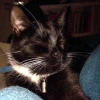Boris The Cat (@olixtp) 's Twitter Profile