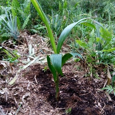 Muminin08181097's profile picture. 