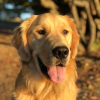 Mike (@mikereining) 's Twitter Profile